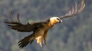 «همای سعادت» باز هم خبرساز شد