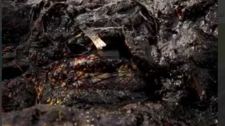 چشمهای شگفتانگیز تمساح! چشمهای شگفتانگیز تمساح!