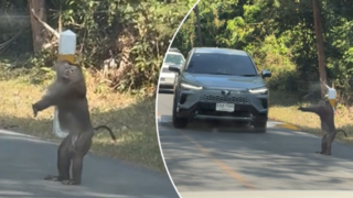 یک میمون پلیس راهنمایی و رانندگی شد! یک میمون پلیس راهنمایی و رانندگی شد!