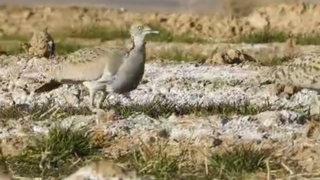 «هوبره» پرنده‌ای در صدر قاچاق حیات‌وحش ایران