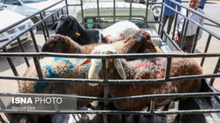 ذخایر دامی در شرایط مناسبی است/ قیمت گوشت تحت تاثیر عوامل بازاری است نه تولید ذخایر دامی در شرایط مناسبی است/ قیمت گوشت تحت تاثیر عوامل بازاری است نه تولید