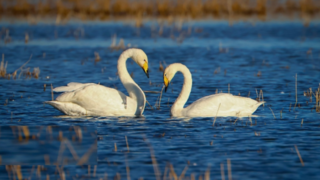 قوهای مهاجر در تالاب سرخرود قوهای مهاجر در تالاب سرخرود