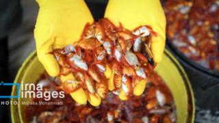 پرورش ماهی قرمز پرورش ماهی قرمز