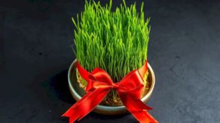 سبزه عید فوری+ چه دونه ای زودتر سبز میشه؟ سبزه عید فوری+ چه دونه ای زودتر سبز میشه؟