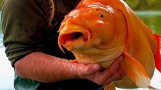 چرا نباید ماهی قرمز بخریم؟ 