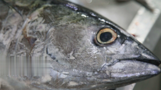 بازار ماهی فروشان بندرعباس در آستانه سال نو بازار ماهی فروشان بندرعباس در آستانه سال نو