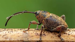 فیل کوچک دنیای حشرات در دل بلوط