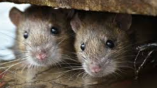 شهر موشها در انگلستان! شهر موشها در انگلستان!