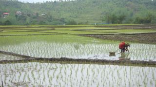 ممنوعیت کشت برنج در کهگیلویه و بویراحمد