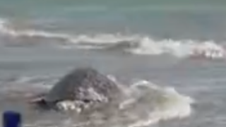 کشف لاشه ۲۰ لاکپشت و یک دلفین در سواحل جاسک کشف لاشه ۲۰ لاکپشت و یک دلفین در سواحل جاسک