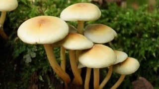 قارچ های سمی مشابه خوراکی دوباره آمد قارچ های سمی مشابه خوراکی دوباره آمد