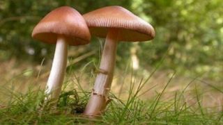 جزئیات مسمومیت ۱۸ نفر با مصرف قارچ سمی جزئیات مسمومیت ۱۸ نفر با مصرف قارچ سمی