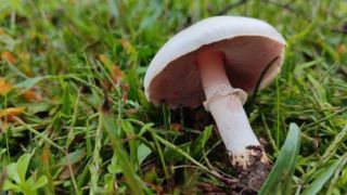 یک کشته و ۸۴ مسموم بر اثر مصرف قارچهای سمی یک کشته و ۸۴ مسموم بر اثر مصرف قارچهای سمی