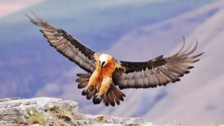 غذا دادن همای سعادت به جوجه‌اش در ارتفاعات طالقان