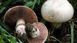 مسمومیت ۴ نفر از شهروندان مهاباد در اثر قارچ وحشی مسمومیت ۴ نفر از شهروندان مهاباد در اثر قارچ وحشی