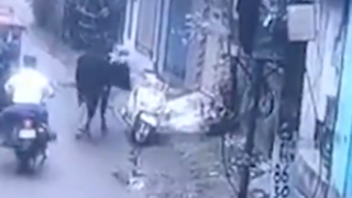 سرقت موتورسیکلت توسط یک گاو! سرقت موتورسیکلت توسط یک گاو!