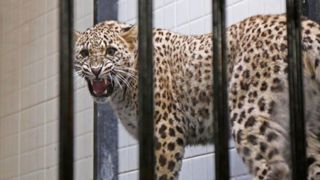 احتمال باردار نشدن «ایران»، یوزپلنگ ماده وجود دارد