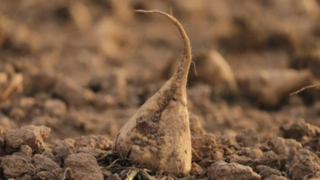 برداشت چغندرقند