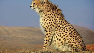 کمتر از ۳۰ یوز آسیایی در ایران باقی مانده است کمتر از ۳۰ یوز آسیایی در ایران باقی مانده است