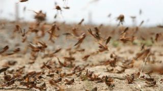 تصاویری از هجوم هولناک ملخها به سبزوار تصاویری از هجوم هولناک ملخها به سبزوار