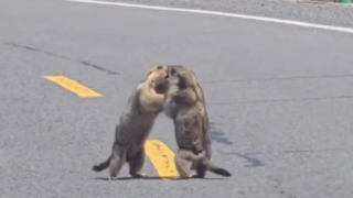 دعوای مارموتها وسط خیابانی در چین! دعوای مارموتها وسط خیابانی در چین!