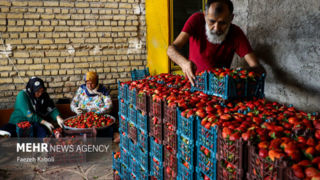 برداشت توت فرنگی در گلستان برداشت توت فرنگی در گلستان