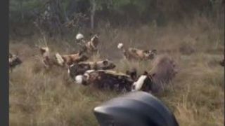 ۲۳ سگ وحشی یک گراز وحشی را از پای درآوردند!