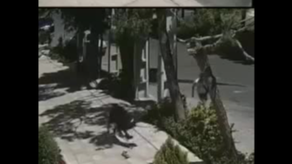  حمله وحشیانه موبایل قاپ به دختر جوان در عظیمیه