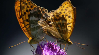 پاپِلی‌های مازنی