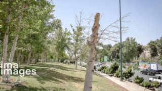 قطع درختان میدان «آزادی» قطع درختان میدان «آزادی»