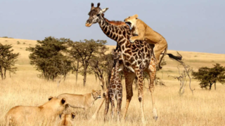 تلاش شیرهای ماده برای زمین‌گیر کردن یک زرافه