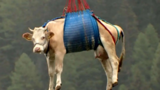 هلی‌کوپترسواری گاو در سوئیس