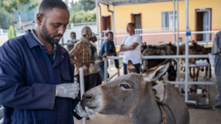 کشوری که رکورددار تعداد الاغ‌ در جهان است