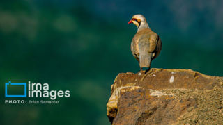 جنگل «رودبارک» جنگل «رودبارک»