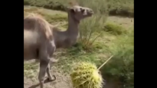 واکنش جالب شتر بعد از خوردن لیمو