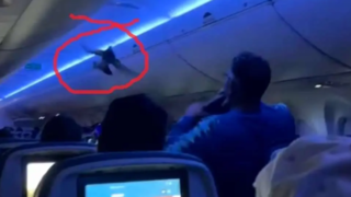 دو کبوتر پرواز هواپیما را به تاخیر انداختند! دو کبوتر پرواز هواپیما را به تاخیر انداختند!