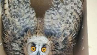 نجات یک جغد بزرگ از لوله انتقال آب در شیروان