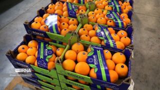 افزایش صادرات محصولات باغی و زراعی افزایش صادرات محصولات باغی و زراعی