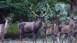 گله مرالها در جنگلهای هیرکانی گیلان گله مرالها در جنگلهای هیرکانی گیلان