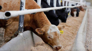 کاهش مالیات بر ارزش افزوده نهادههای دامی در دستورکار دولت کاهش مالیات بر ارزش افزوده نهادههای دامی در دستورکار دولت