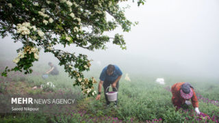 رودسر؛ قطب اصلی تولید گل گاوزبان در ایران رودسر؛ قطب اصلی تولید گل گاوزبان در ایران