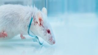 آزمایش موفق داروی ضد پیری روی موشها آزمایش موفق داروی ضد پیری روی موشها