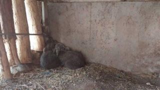 رد توله خرس گمشده را زدهاند/ تلاش برای زندهگیری ادامه دارد رد توله خرس گمشده را زدهاند/ تلاش برای زندهگیری ادامه دارد