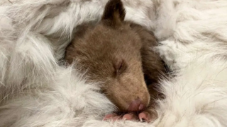 تصاویر منتخب و دیدنی حیات وحش