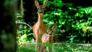 صدای شوکا سکوت جنگل هیرکانی را شکست صدای شوکا سکوت جنگل هیرکانی را شکست