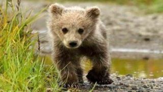 آخرین جزئیات از توله خرس گم شده در پردیسان