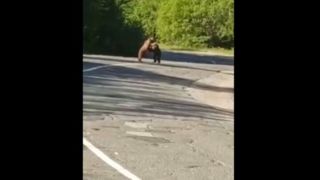 دعوای شدید دو حیوان قوی هیکل وسط جاده دعوای شدید دو حیوان قوی هیکل وسط جاده