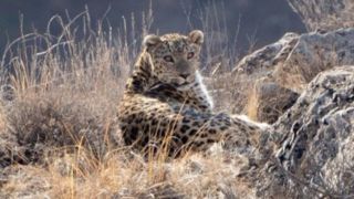 لحظه عبور پلنگ ایرانی از مقابل دوربین لحظه عبور پلنگ ایرانی از مقابل دوربین