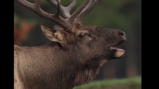 حیواناتی که صدایشان هیچ شباهتی به ظاهرشان ندارد 