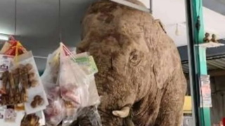 فیل غول‌پیکر مهمان ناخوانده فروشگاه مواد غذایی